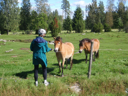 The Horses saw Terry and started walking up to the fence.